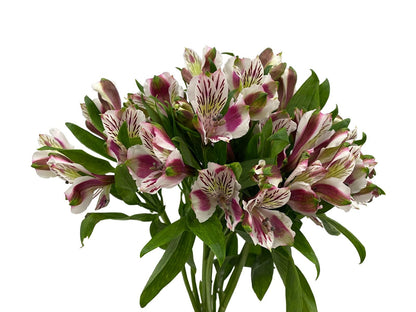 Alstroemeria