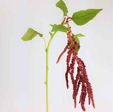 Amaranthus