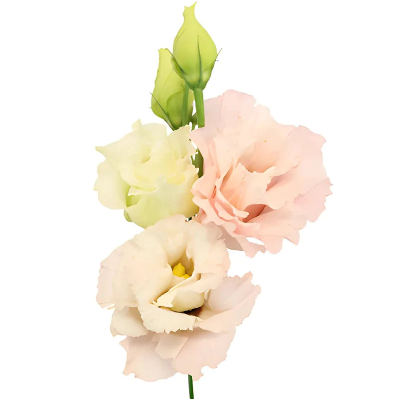 Lisianthus