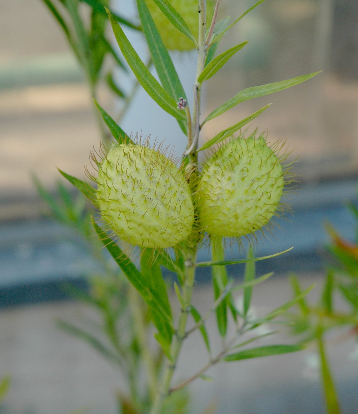 Gomphocarpus ( Hairy Balls )