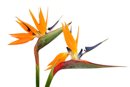 Bird of Paradise