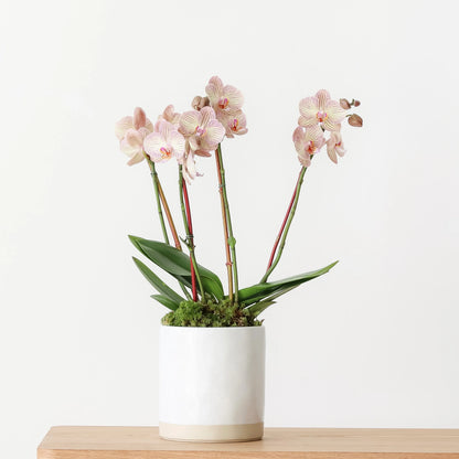 Orchids