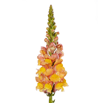 Antirrhinum  (Snapdragon)