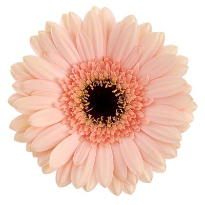 Gerbera