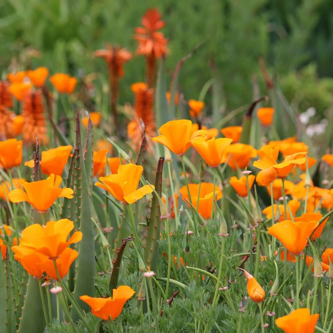 Anemone (Poppy)