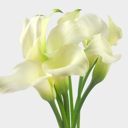 Calla Lily