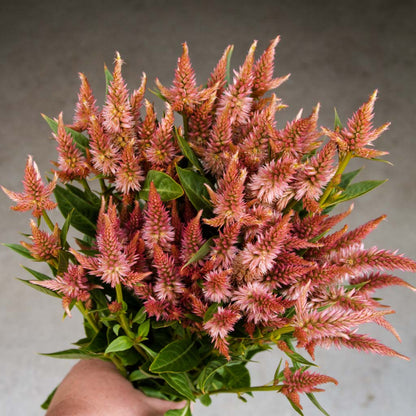 Celosia