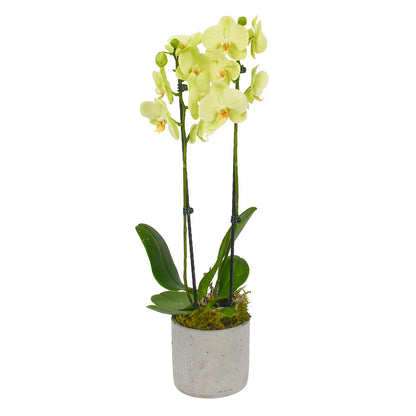 Orchids