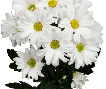 Chrysanthemum