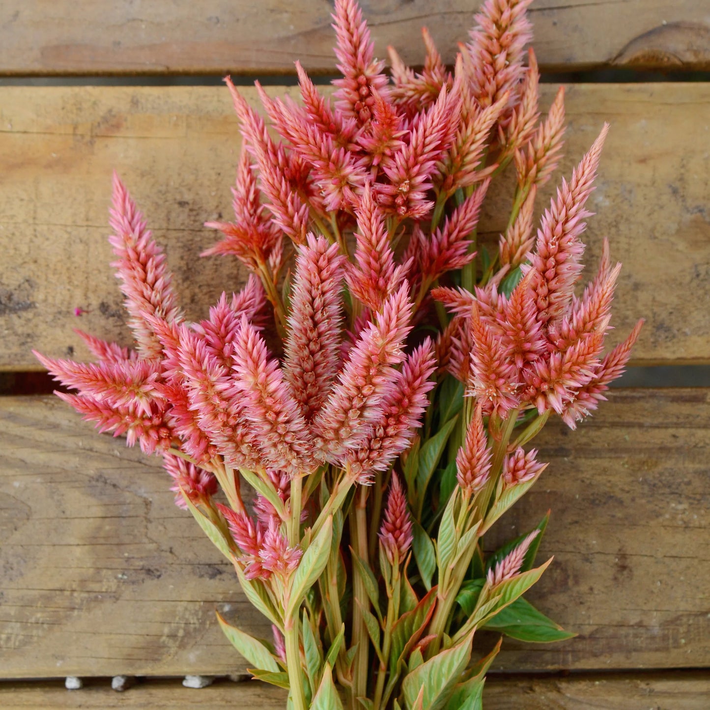 Celosia