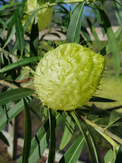 Gomphocarpus ( Hairy Balls )