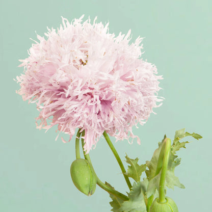 Anemone (Poppy)