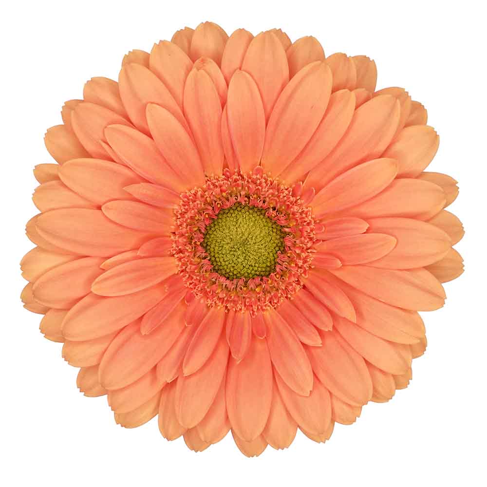 Gerbera