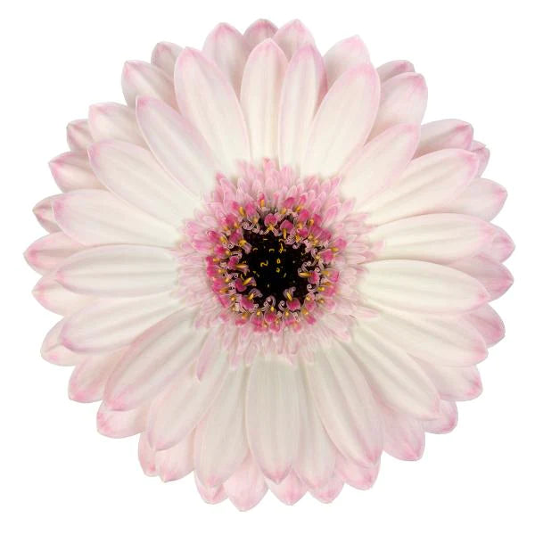 Gerbera