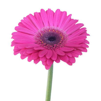 Gerbera