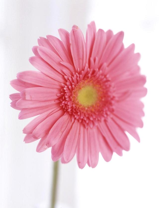 Gerbera