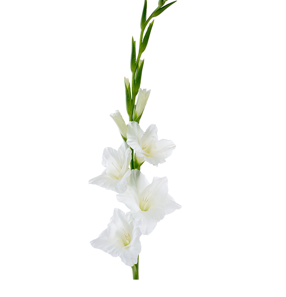 Gladiolus