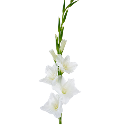 Gladiolus