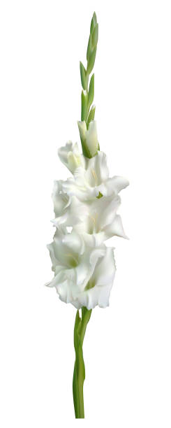 Gladiolus