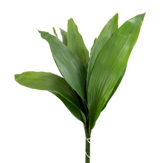 Aspidistra