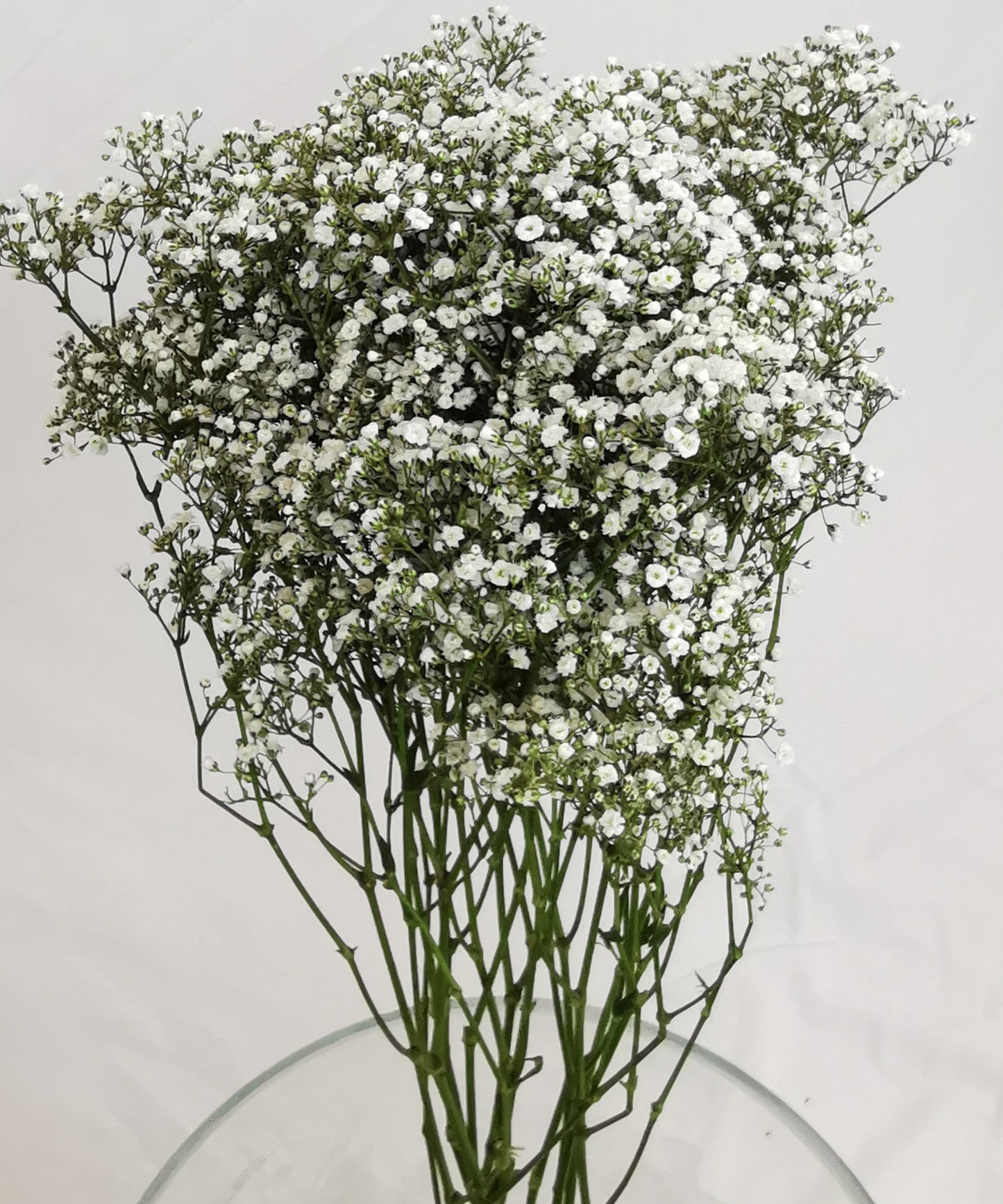 Gypsophila (Baby’s Breath)