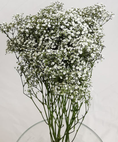 Gypsophila (Baby’s Breath)