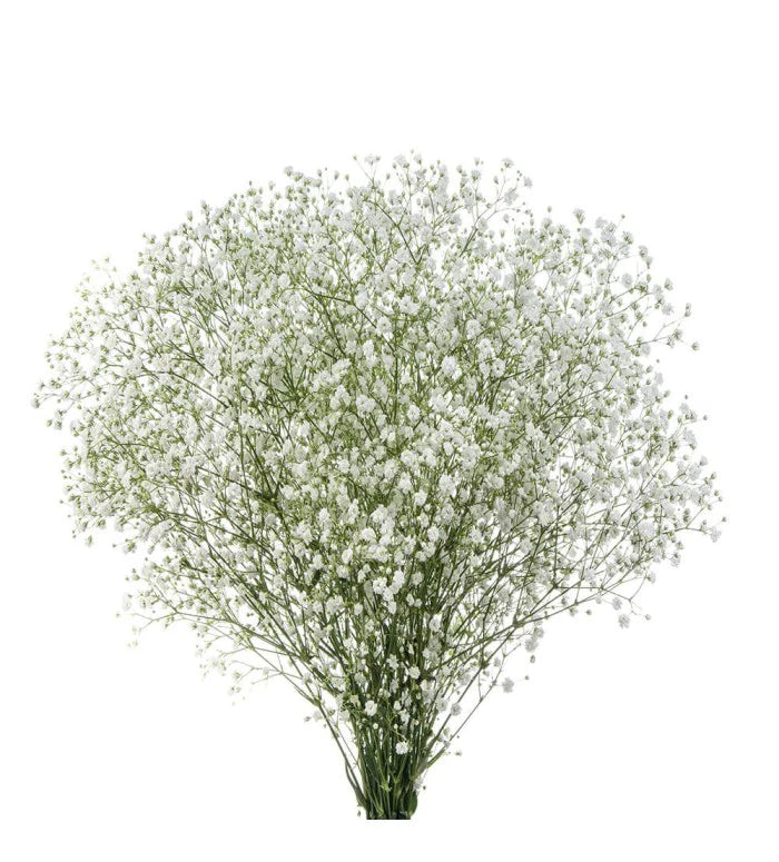 Gypsophila (Baby’s Breath)