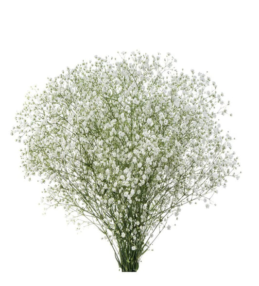 Gypsophila (Baby’s Breath)