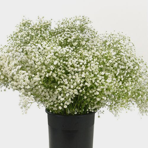 Gypsophila (Baby’s Breath)