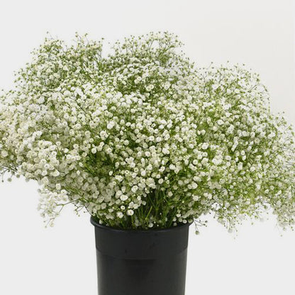 Gypsophila (Baby’s Breath)