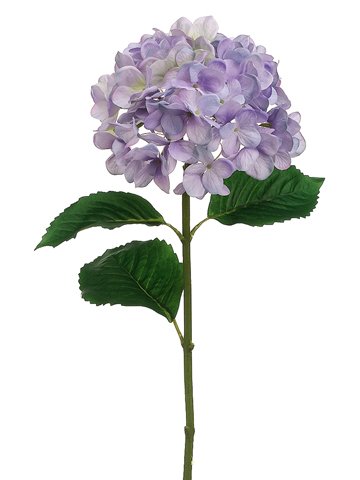 Hydrangea