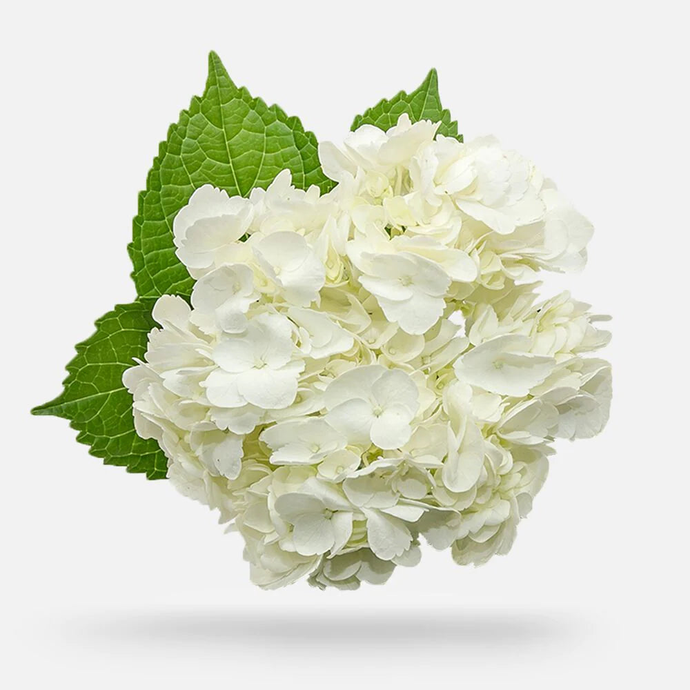 Hydrangea