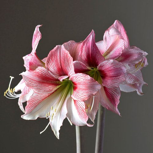 Amaryllis
