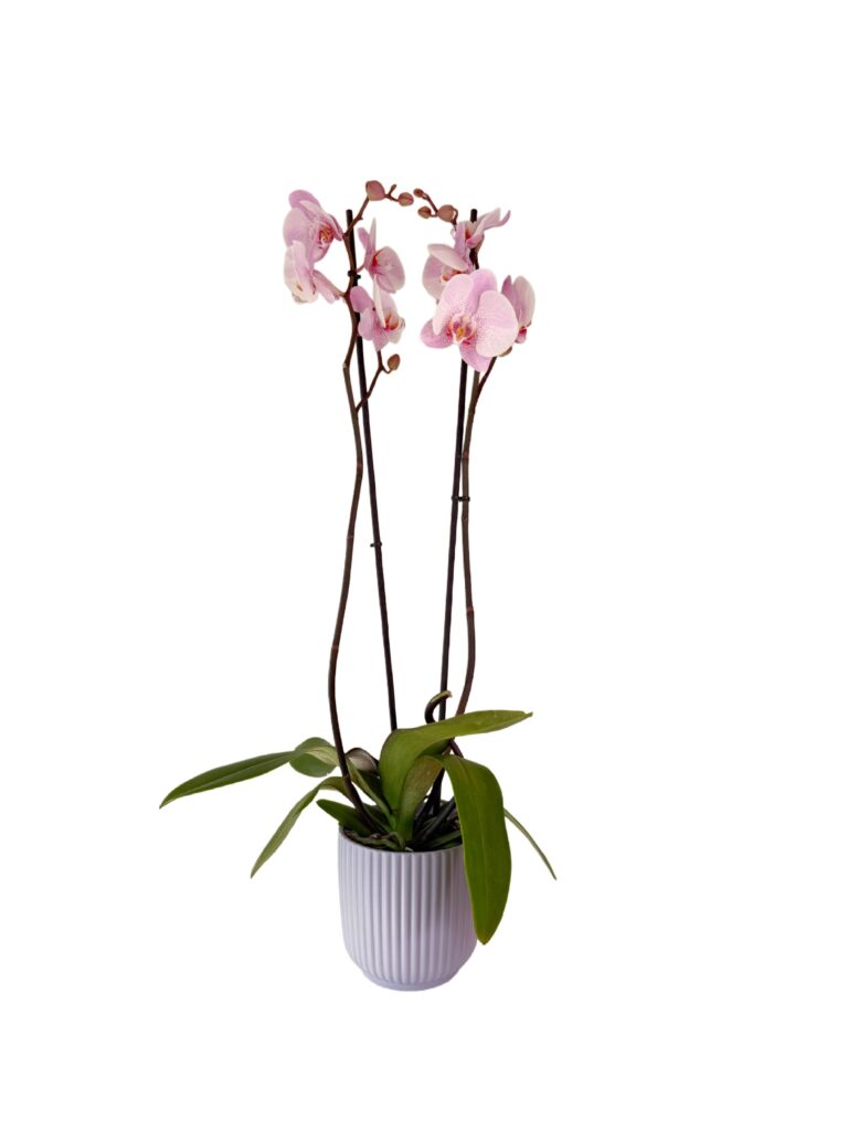 Orchids