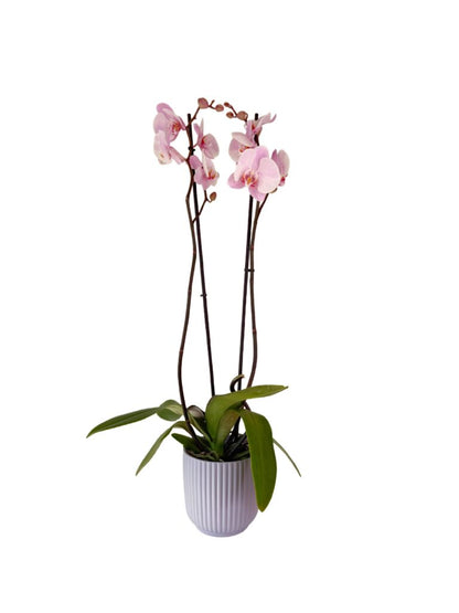Orchids