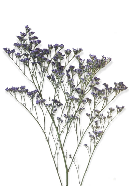 Limonium