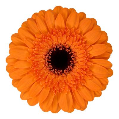 Gerbera