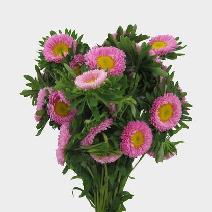 China Aster