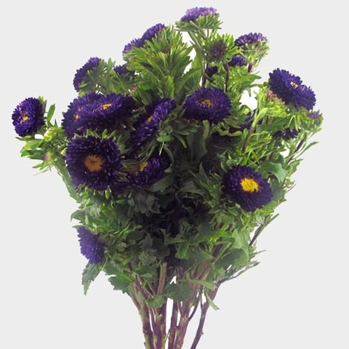 China Aster