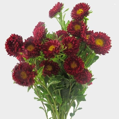 China Aster