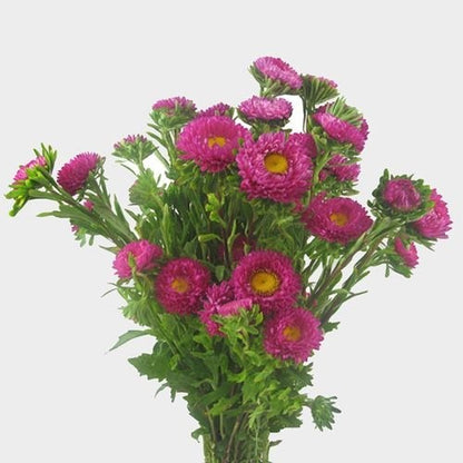 China Aster