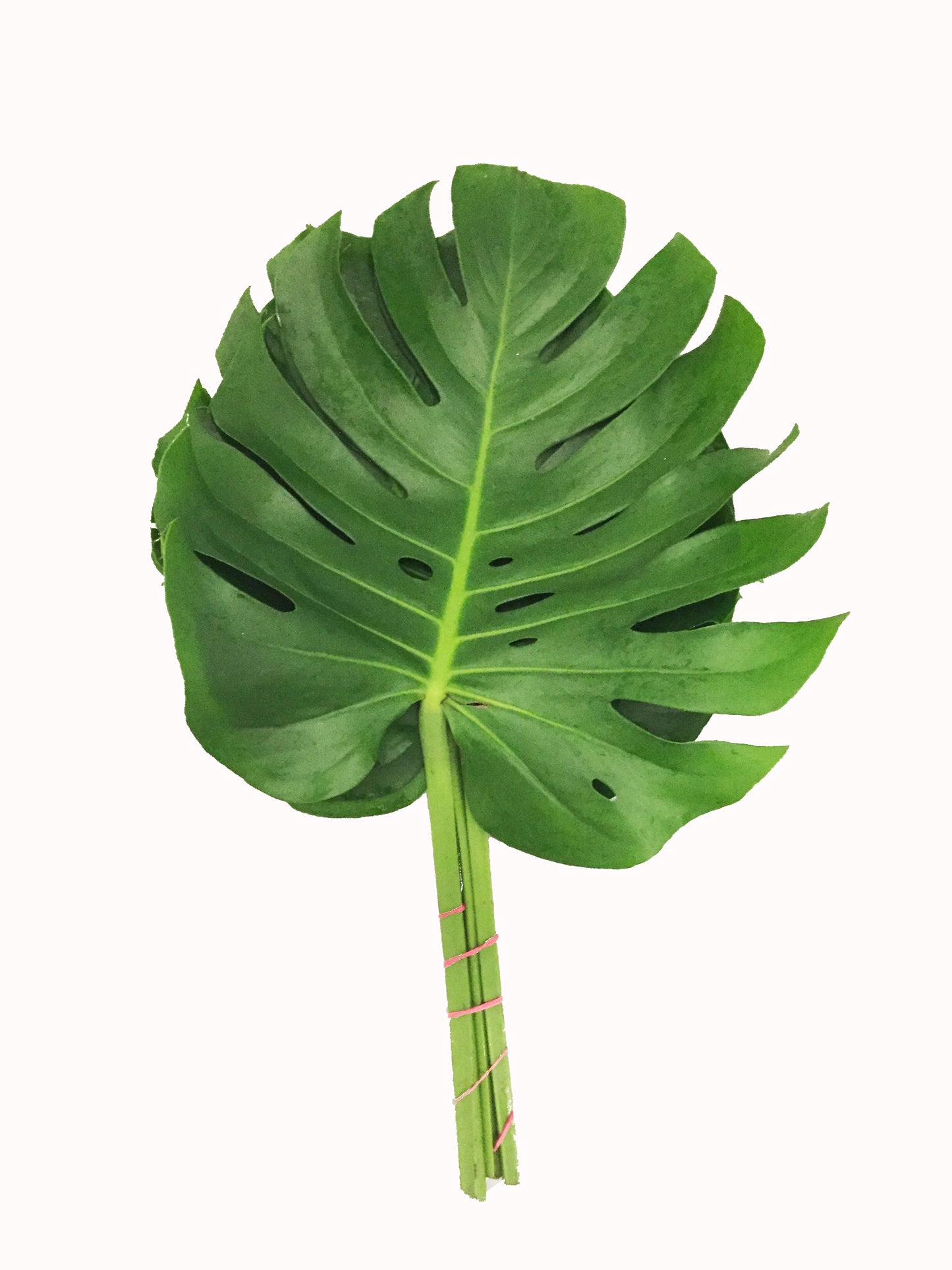 Monstera