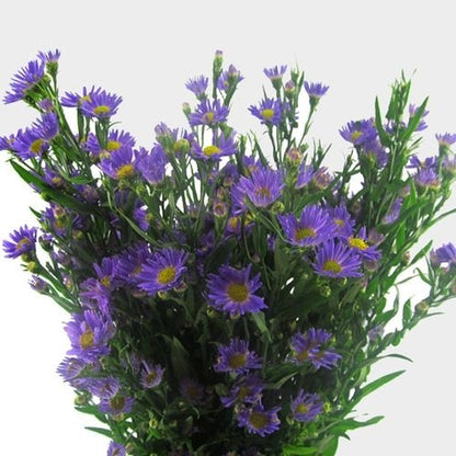 China Aster