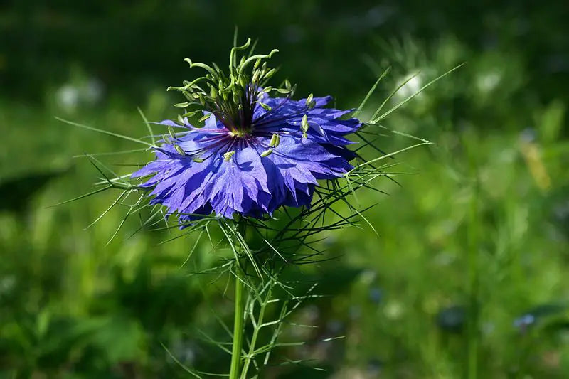 Love-in-a-Mist