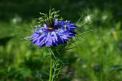 Love-in-a-Mist