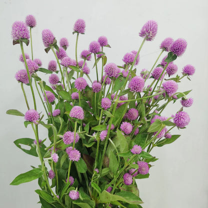 Gomphrena