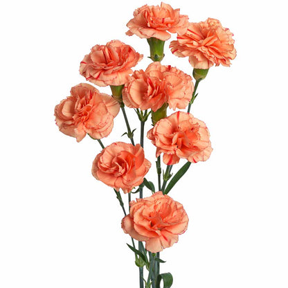 Spray Carnation