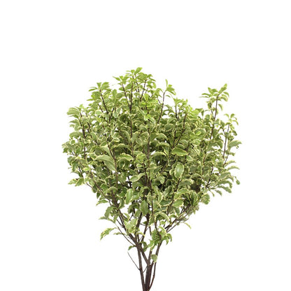 Pittosporum