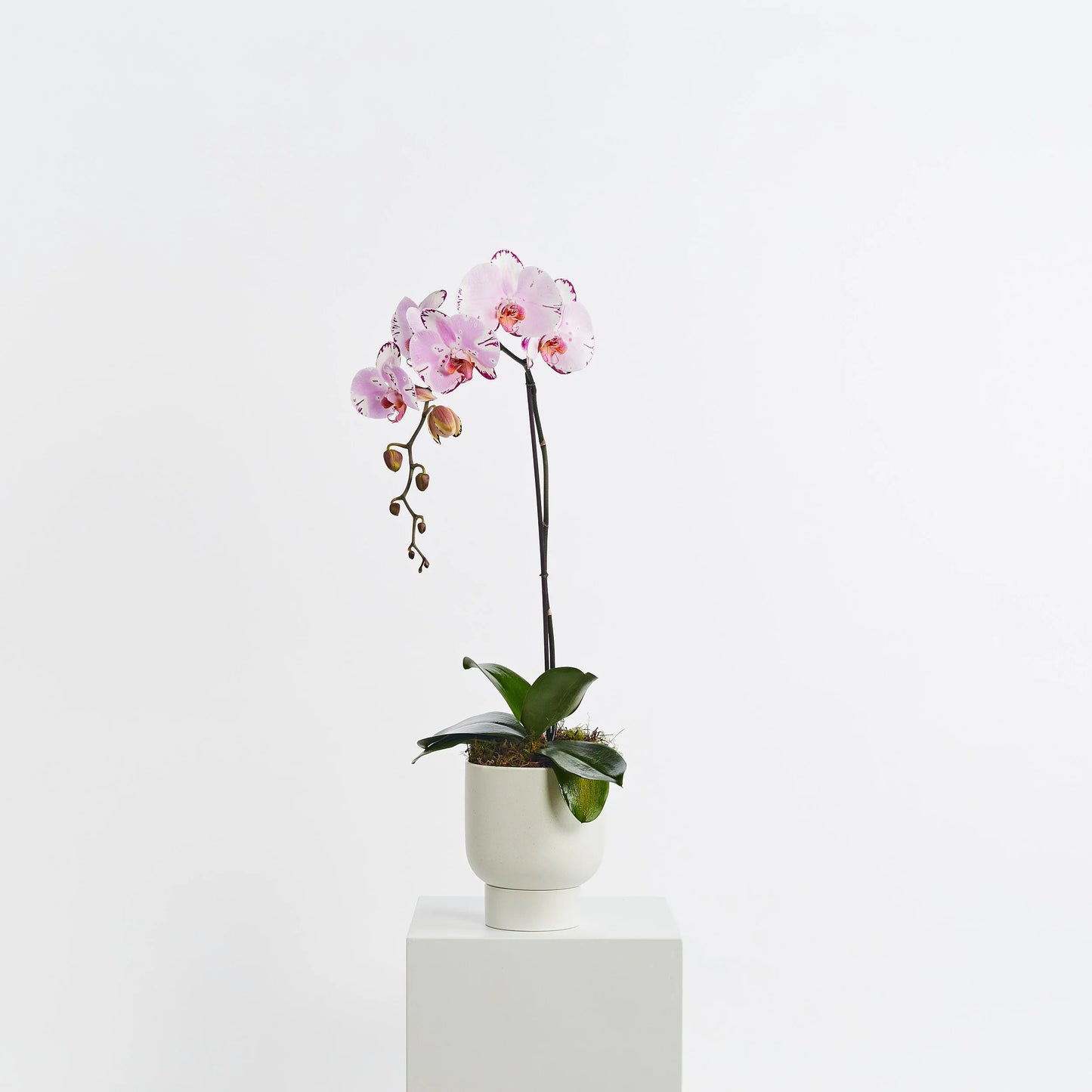 Orchids