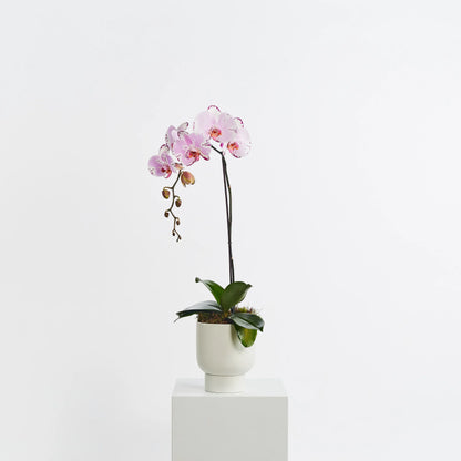 Orchids